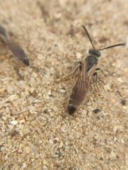 Colpa quinquecincta