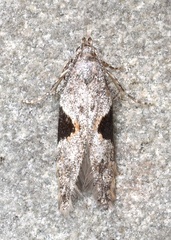 Aristotelia isopelta