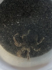 Pagurus bernhardus