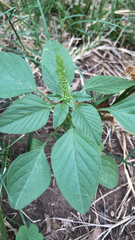 Amaranthus palmeri