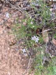 Stenaria nigricans