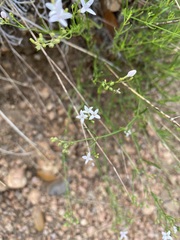 Stenaria nigricans