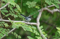 Polioptila albiloris