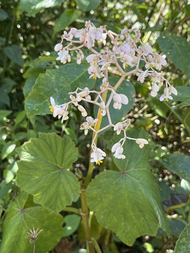 Begonia reniformis