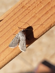 Caradrina montana