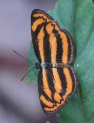 Lasippa heliodore dorelia