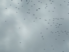 Ciconia ciconia