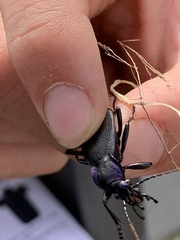 Carabus problematicus