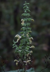 Salvia glutinosa
