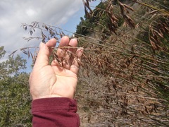 Thamnochortus karooica