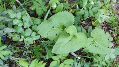 Phlomoides tuberosa
