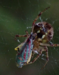 Graphocephala coccinea