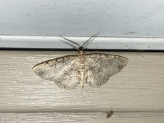 Melanolophia