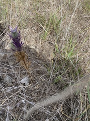 Eryngium leavenworthii
