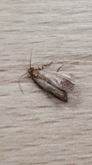 Plodia interpunctella