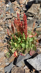 Oxyria digyna