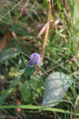 Mentha aquatica