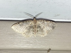 Melanolophia