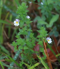 Euphrasia officinalis
