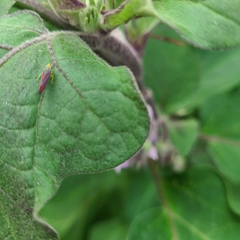 Graphocephala coccinea