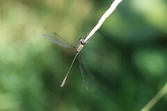 Chalcolestes viridis