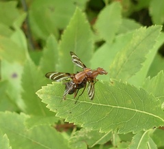 Tritoxa incurva