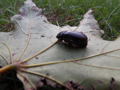 Phyllophaga