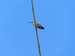 Anthracothorax prevostii