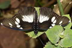 Pseudacraea lucretia tarquinea