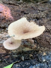 Lentinus tigrinus