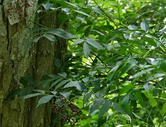 Sambucus canadensis