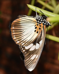 Pseudacraea lucretia tarquinea
