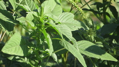 Amaranthus viridis