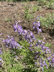 Lupinus latifolius