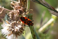 Corizus hyoscyami