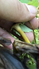 Craterellus tubaeformis