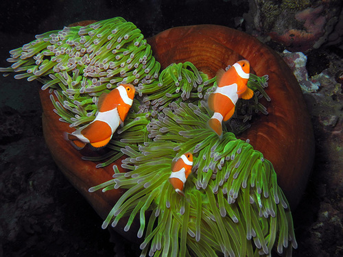 Magnificent Sea Anemone, photo 4 of 10