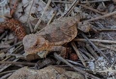 Phrynosoma hernandesi
