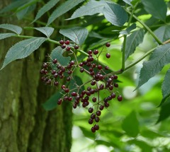 Sambucus canadensis