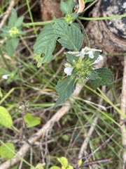 Galeopsis
