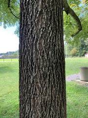 Hyphantria cunea