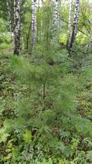 Pinus sibirica