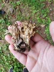 Sebacina schweinitzii