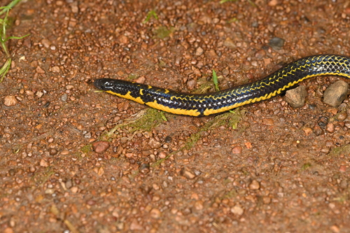 Bicatenate Uropeltis