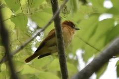 Pachyramphus cinnamomeus