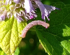 Eupithecia miserulata
