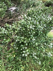 Ilex crenata