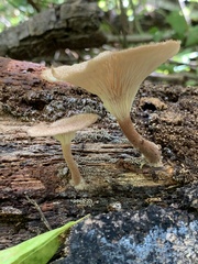 Lentinus tigrinus