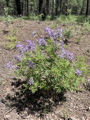 Lupinus latifolius