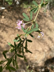 Lespedeza virginica